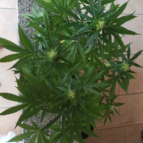 Jommungard growlog photo: Treinamento e poda de 23 dias