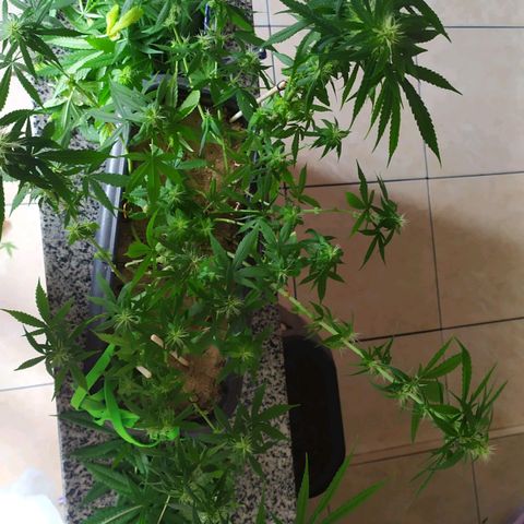 Jommungard growlog photo: Treinamento e poda de 23 dias