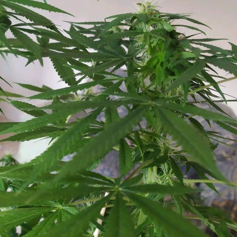 Jommungard growlog photo: Treinamento e poda de 23 dias