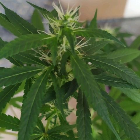 Jommungard growlog photo: Treinamento e poda de 23 dias