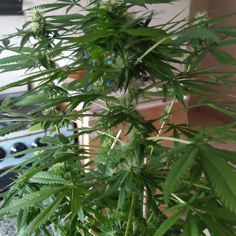 Jommungard growlog photo: Treinamento e poda de 23 dias