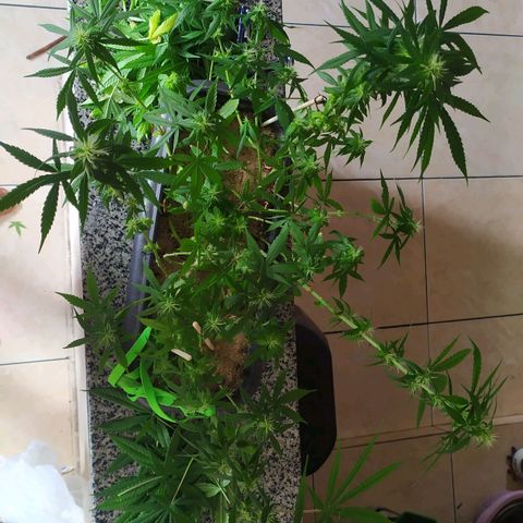 Jommungard growlog photo: Treinamento e poda de 23 dias