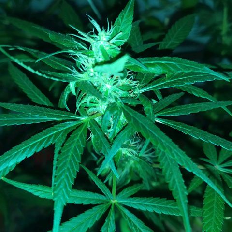 Jommungard growlog timeline photo