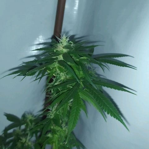 Jommungard growlog timeline photo