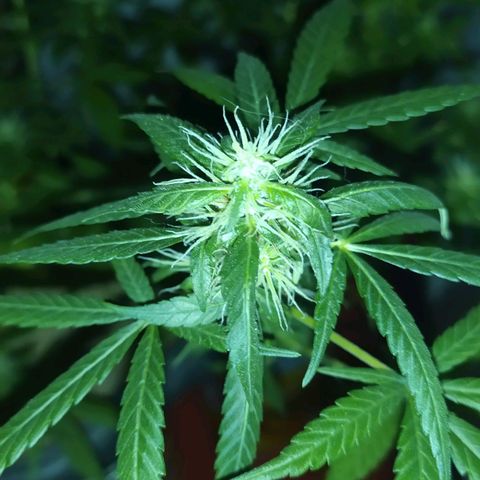 Jommungard growlog timeline photo