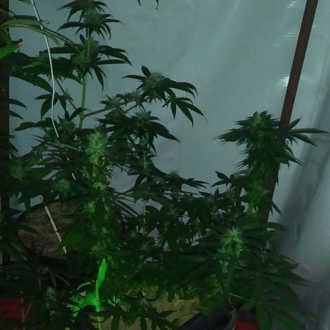 Jommungard growlog timeline photo