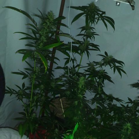 Jommungard growlog timeline photo
