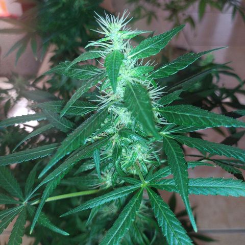 Jommungard growlog timeline photo