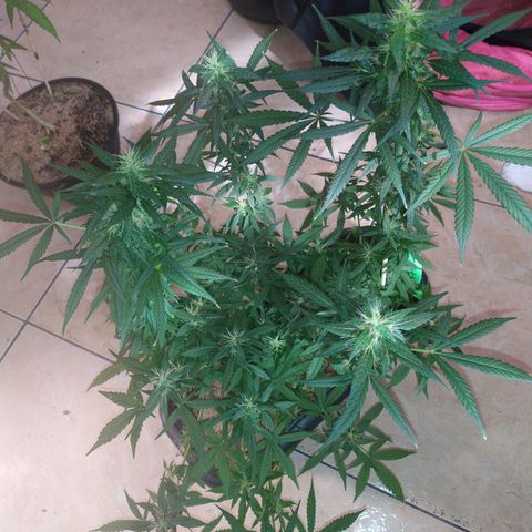 Jommungard growlog timeline photo