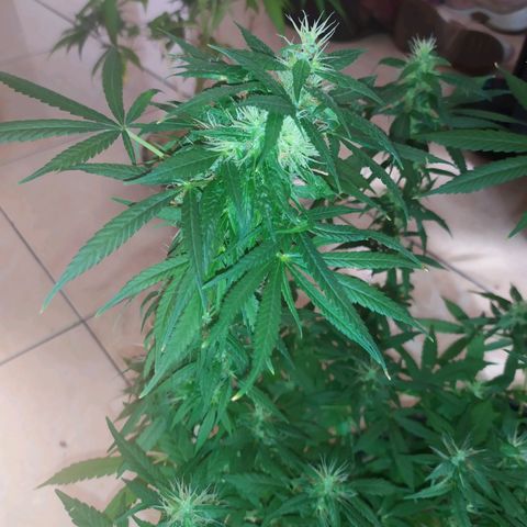 Jommungard growlog timeline photo