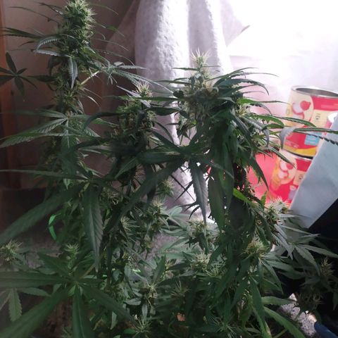 Jommungard growlog timeline photo