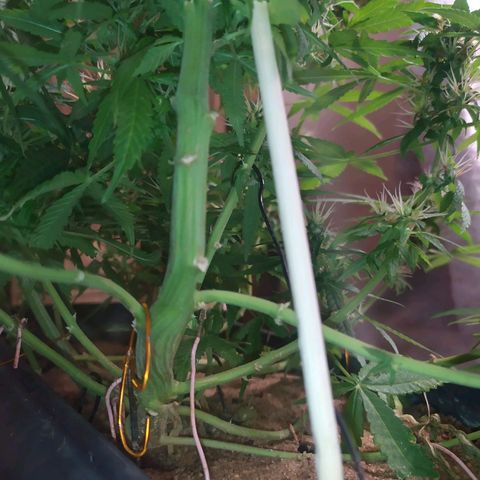 Jommungard growlog timeline photo