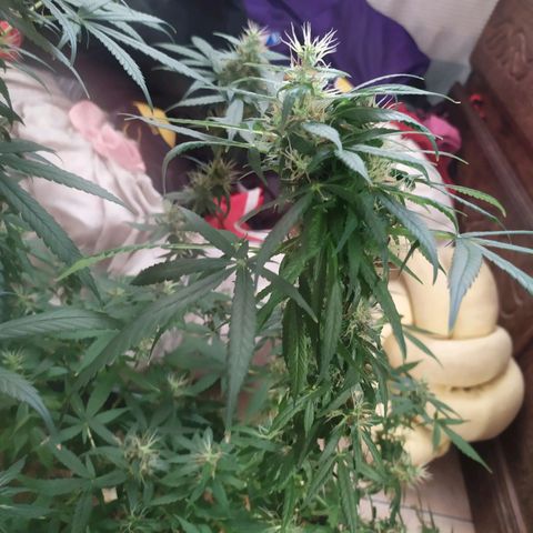 Jommungard growlog timeline photo