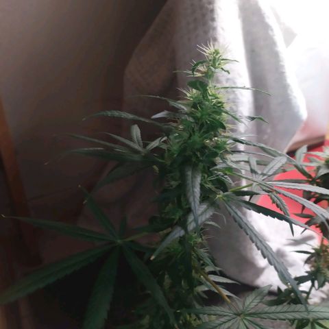 Jommungard growlog timeline photo