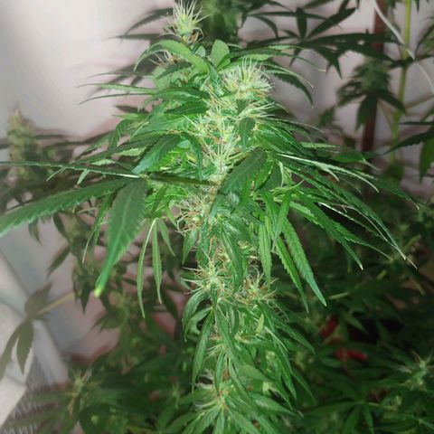 Jommungard growlog timeline photo