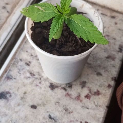 Branca de neve  growlog timeline photo