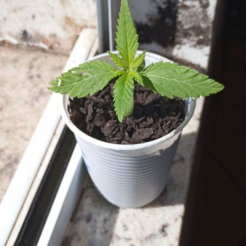 Branca de neve  growlog photo: Planta com 13 dias, indo para o quarto nó 