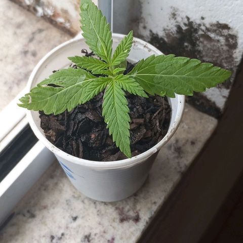 Branca de neve  growlog photo: Cada dia mais linda, coloquei um pouco de água e um pouco mais de terra adubada 