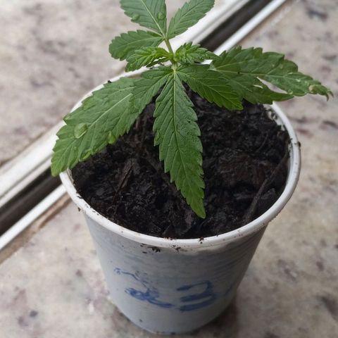 Branca de neve  growlog photo: Dia de adicionar um pouco mais de terra adubada e um pouco de água 