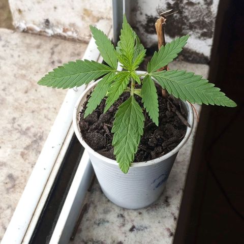Branca de neve  growlog timeline photo