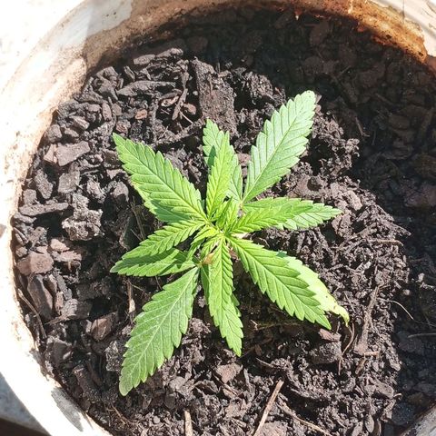 Branca de neve  growlog timeline photo