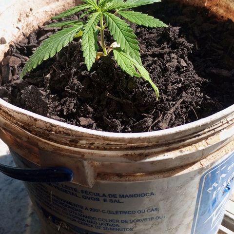 Branca de neve  growlog timeline photo