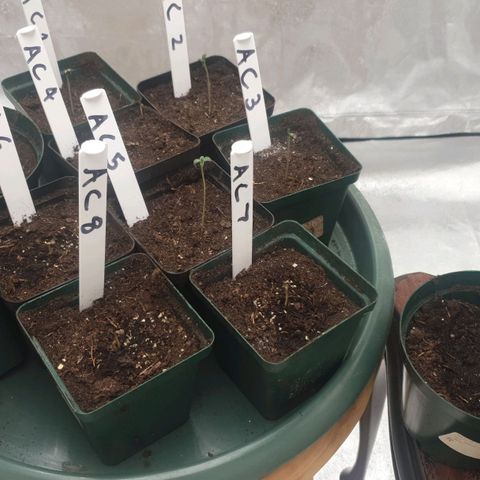 Apricot candy #1 growlog timeline photo