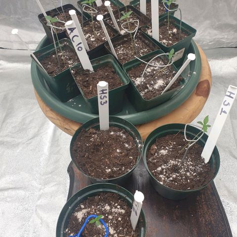 Apricot candy #1 growlog timeline photo