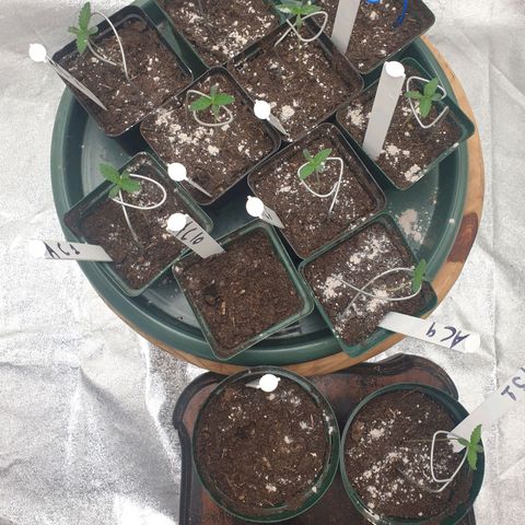 Apricot candy #1 growlog timeline photo