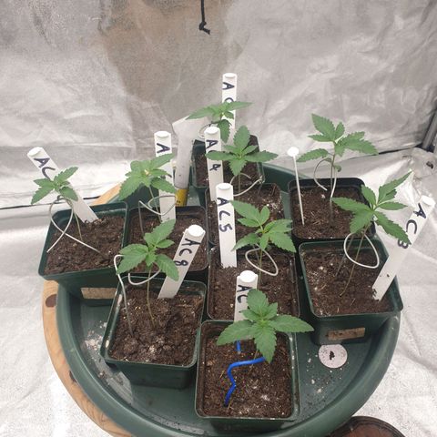 Apricot candy #1 growlog timeline photo
