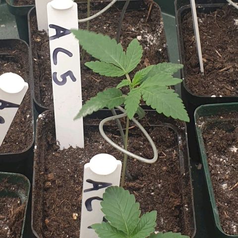 Apricot candy #1 growlog timeline photo