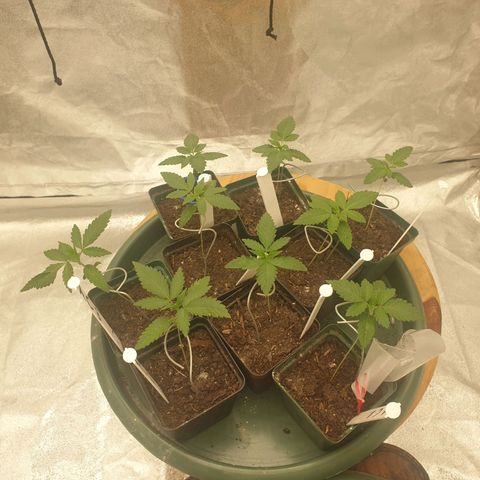 Apricot candy #1 growlog timeline photo