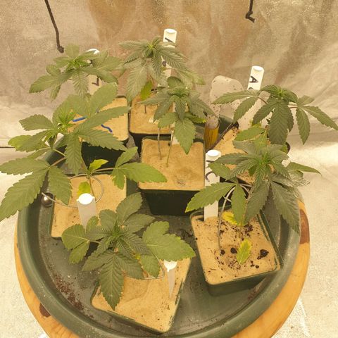 Apricot candy #1 growlog timeline photo