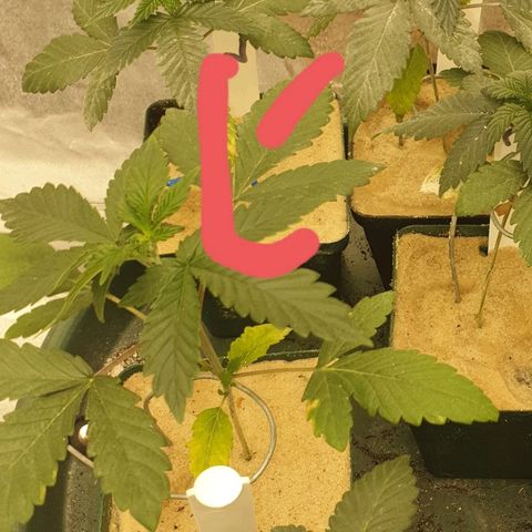 Apricot candy #1 growlog timeline photo