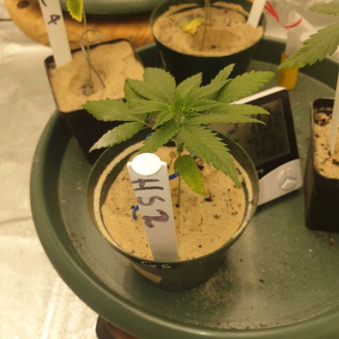 Apricot candy #1 growlog timeline photo