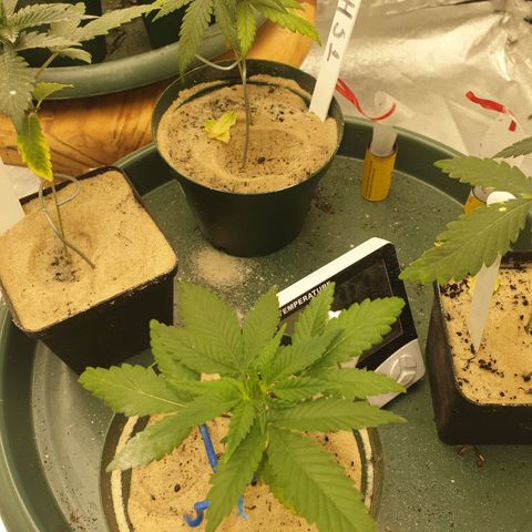Apricot candy #1 growlog timeline photo