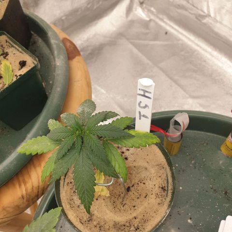 Apricot candy #1 growlog timeline photo