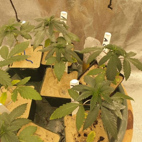 Apricot candy #1 growlog timeline photo