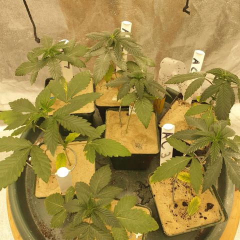 Apricot candy #1 growlog timeline photo