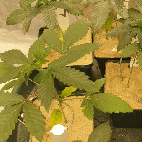 Apricot candy #1 growlog timeline photo