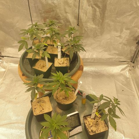 Apricot candy #1 growlog timeline photo