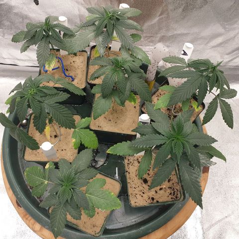 Apricot candy #1 growlog timeline photo