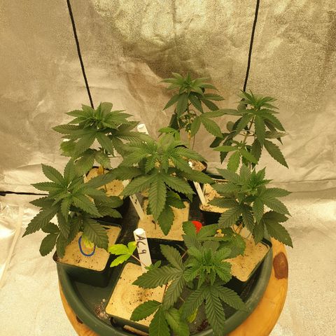 Apricot candy #1 growlog timeline photo