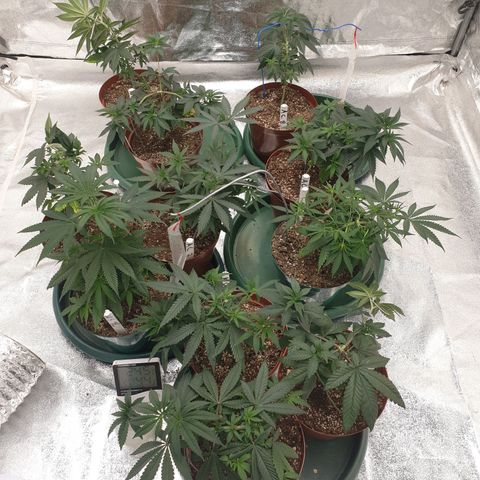 Apricot candy #1 growlog timeline photo