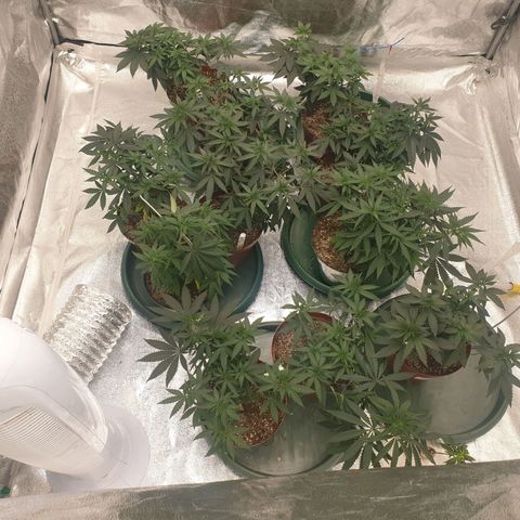 Apricot candy #1 growlog timeline photo