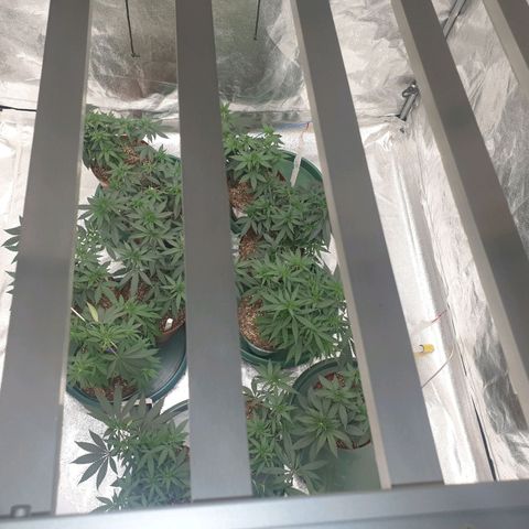 Apricot candy #1 growlog timeline photo