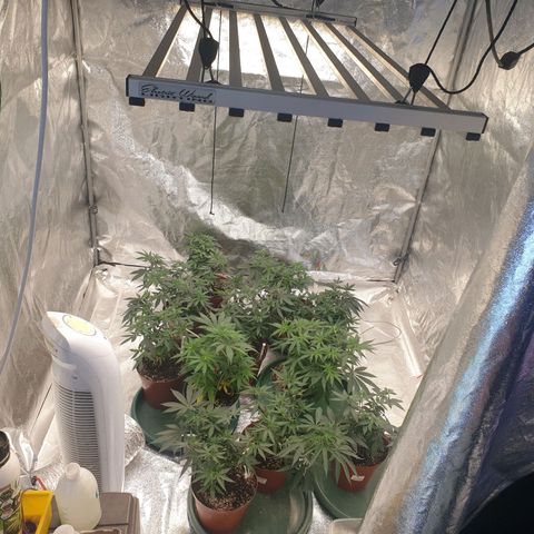 Apricot candy #1 growlog photo: Topped hopefully final time