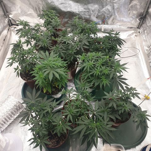 Apricot candy #1 growlog photo: Topped hopefully final time