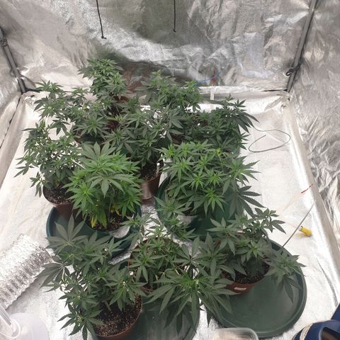 Apricot candy #1 growlog photo: Topped hopefully final time