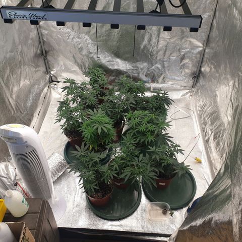 Apricot candy #1 growlog photo: Topped hopefully final time